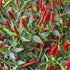 Demon Red 1 Litre Pot Plant - Pre-Order Now!