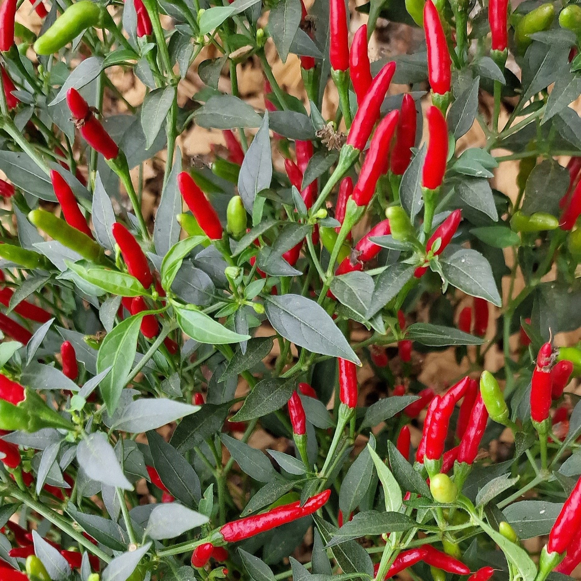 Demon Chilli Demon Red 1 Litre Pot Plant - Pre-Order Now! – South Devon Chilli Farm