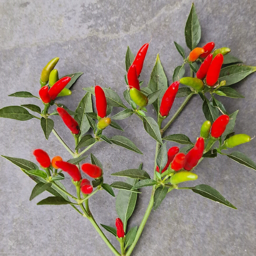 Demon Red 1 Litre Pot Plant - Pre-Order Now!