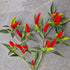 Demon Red Plant