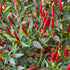 Demon Red Plant