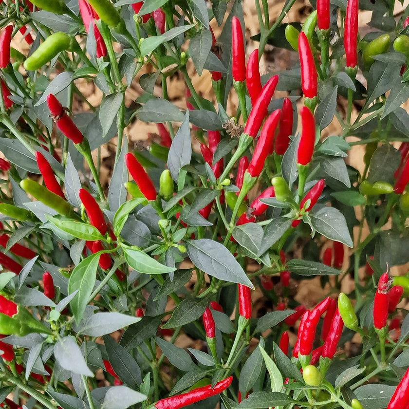 Demon Red Plant