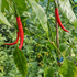 Devon Flame Chilli Seeds