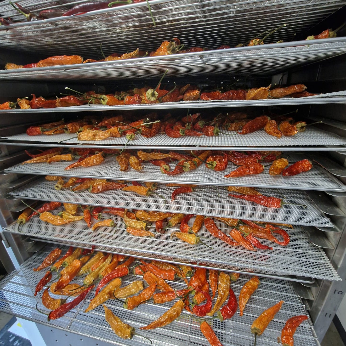 Dried Mixed Chillies (Home Grown)