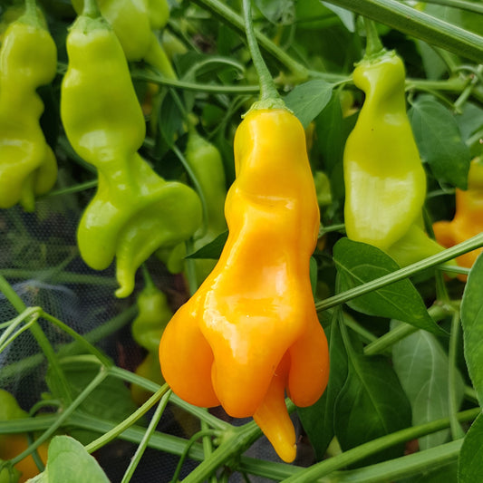 Set of 3 Erotica Seedlings - Pre-Order Now!