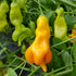 Erotica Chilli Seeds