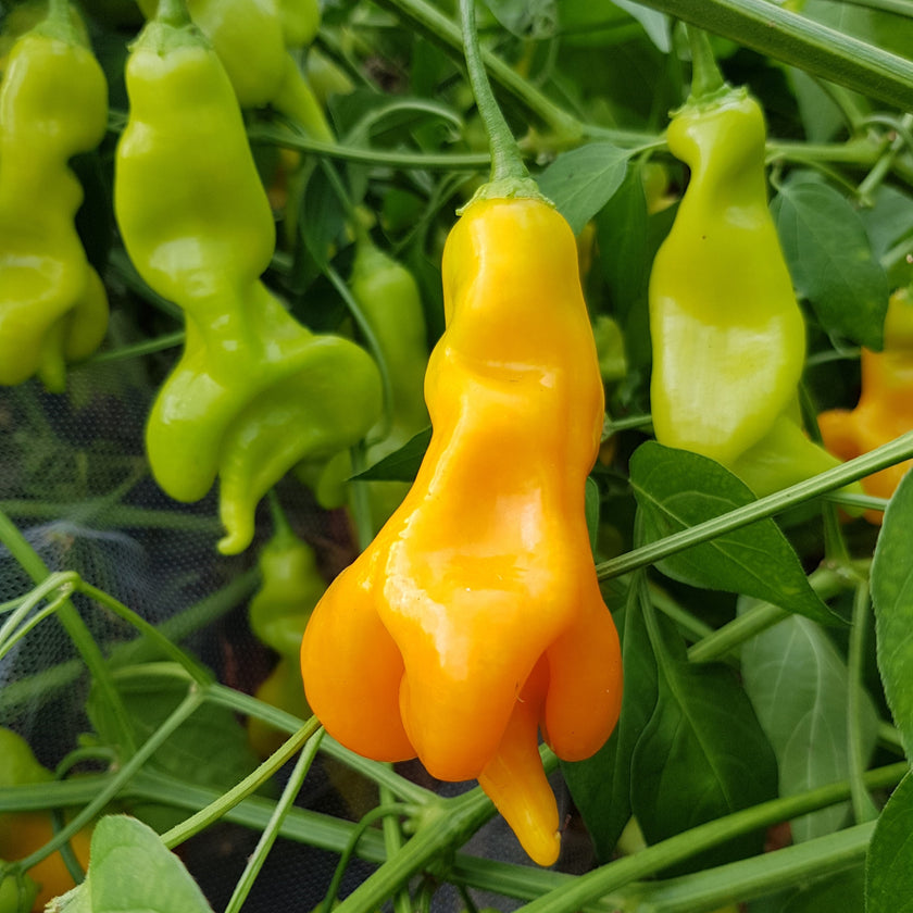 Erotica Chilli Seeds