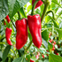 'Piment d'Espelette-Type' 1 Litre Pot Plant (Pre-Order)