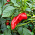 'Piment d'Espelette-Type' Chilli Seeds