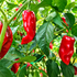 'Piment d'Espelette-Type' Chilli Seeds