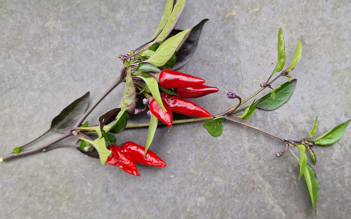 Explosive Ember Chilli Seeds