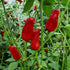 Facing Heaven Chilli Seeds