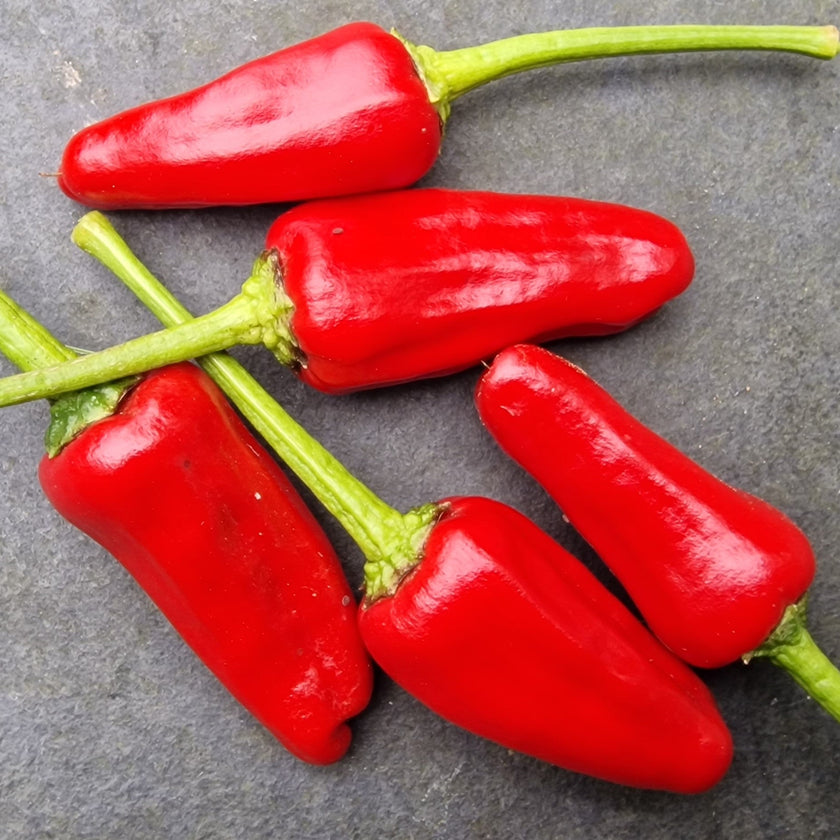Facing Heaven Chilli Seeds
