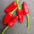 Facing Heaven 1 Litre Pot Plant - Pre-Order Now!