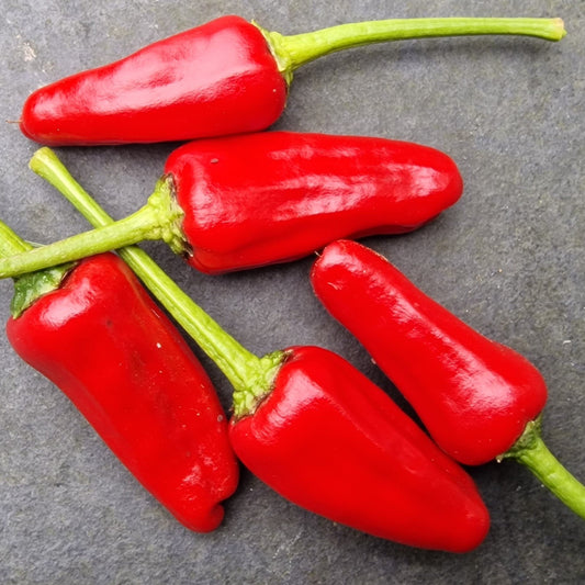 Fresh Facing Heaven Chillies (8 fruits)