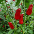 Fresh Facing Heaven Chillies (8 fruits)