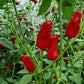 Fresh Facing Heaven Chillies (8 fruits)