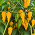 Fatalii Plant