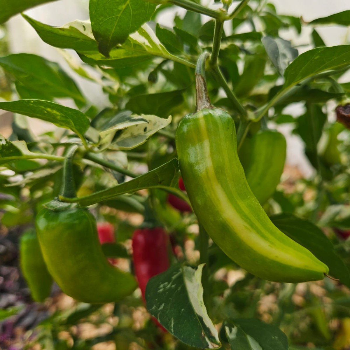 Fish Pepper Chilli Seeds