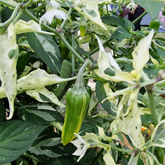 Set of 3 Fish Pepper Seedlings - Buy Now!