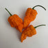 Fried Chicken 1 Litre Pot Plant (Pre-Order)
