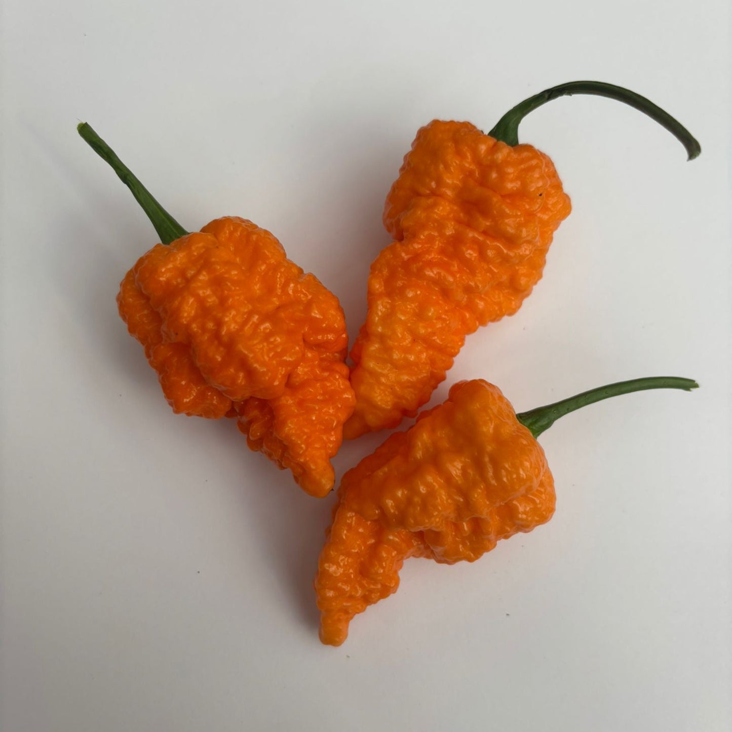 Fried Chicken 1 Litre Pot Plant - Pre-Order Now!