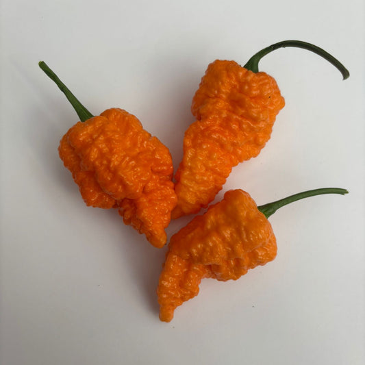 Fried Chicken 1 Litre Pot Plant - Pre-Order Now!