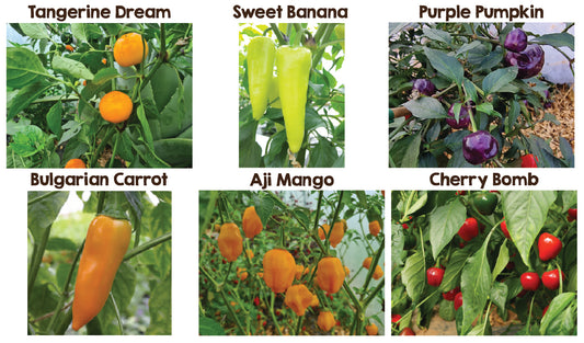 Fruity Six Seedling Set - PRE ORDER FOR 2024