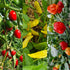 Fruity Trio (Pre-order)