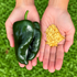 Poblano Chilli Seeds