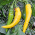 Golden Cayenne Plant