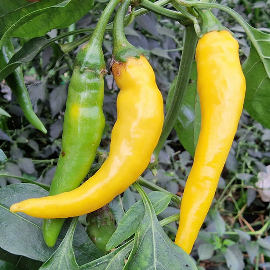Golden Cayenne 1 Litre Pot Plant