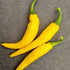 Golden Cayenne Plant