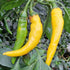 Golden Cayenne Chilli Seeds