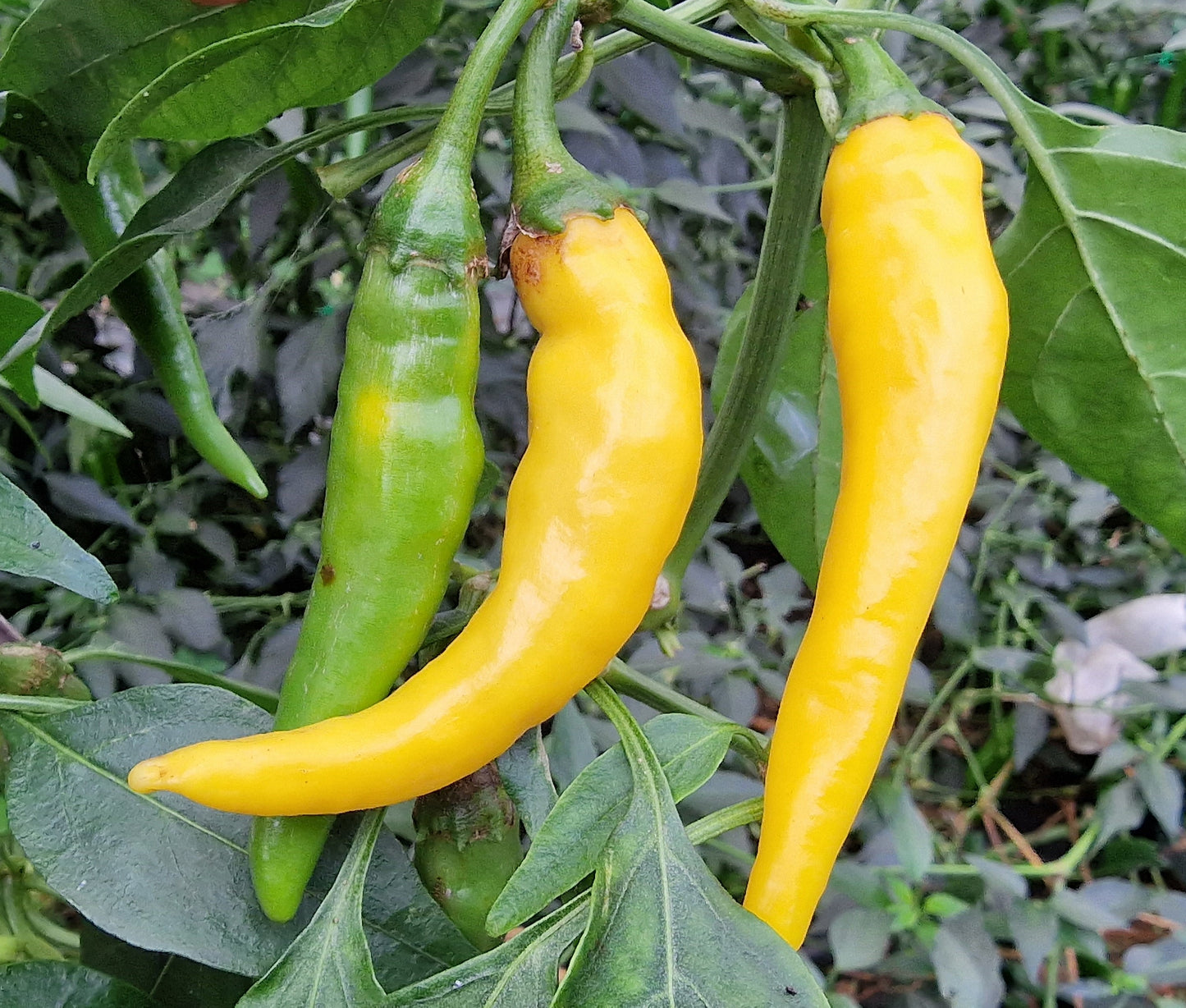 Golden Cayenne Chilli Seeds