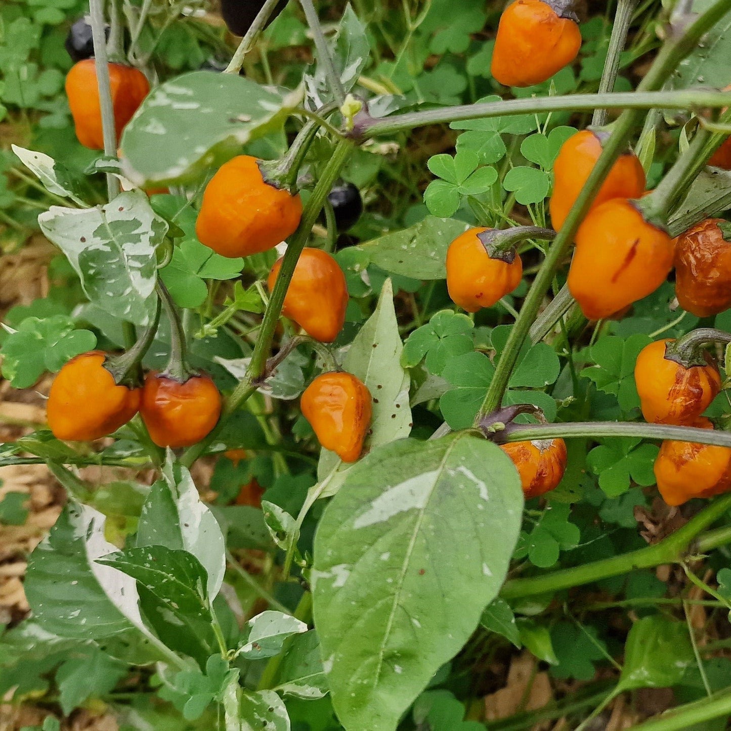 Golden Nugget Chilli Seeds