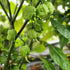 Green Demon Chilli Sauce