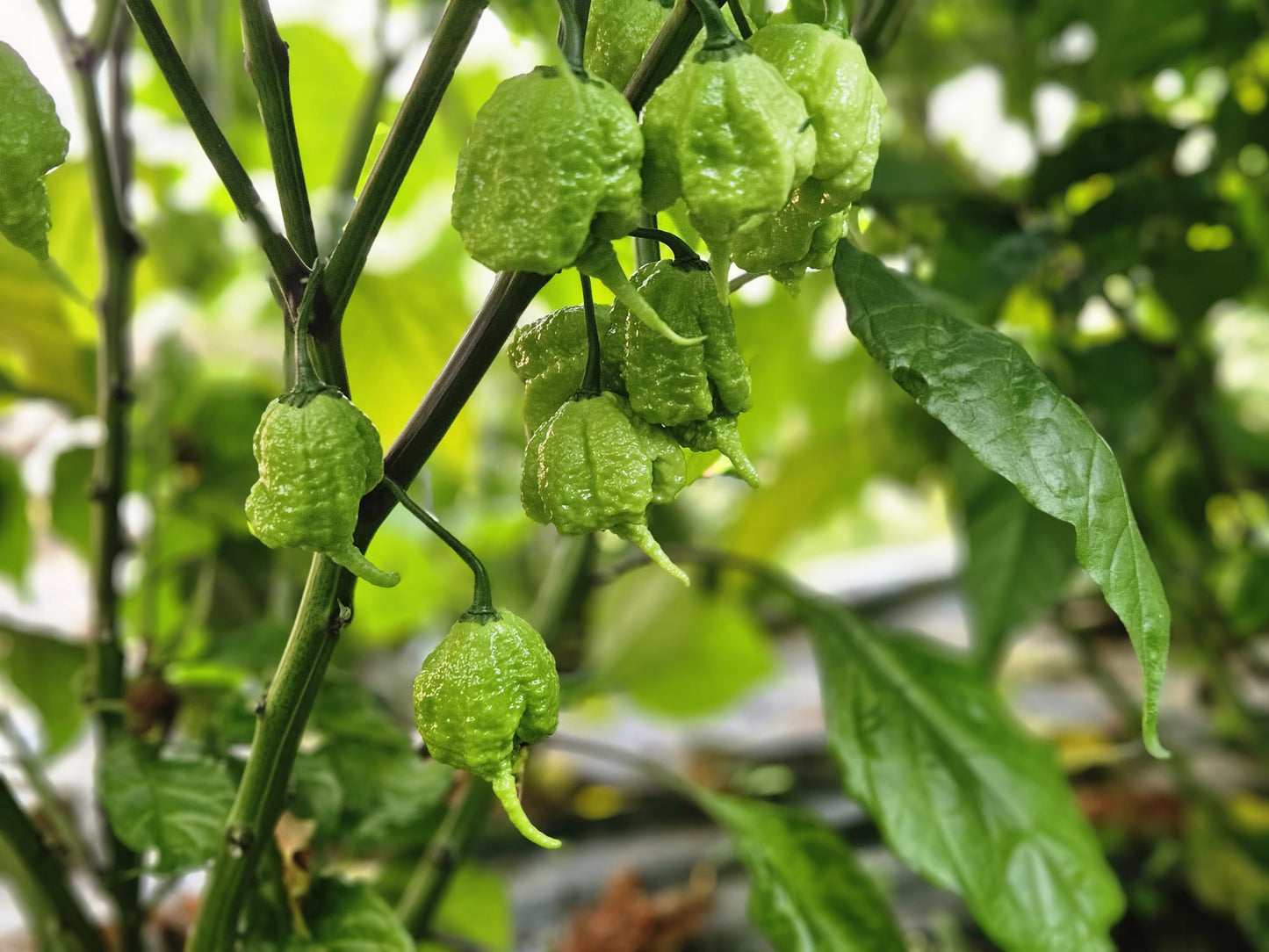 Green Demon Chilli Sauce