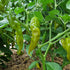 Green Trinidad Chilli Seeds