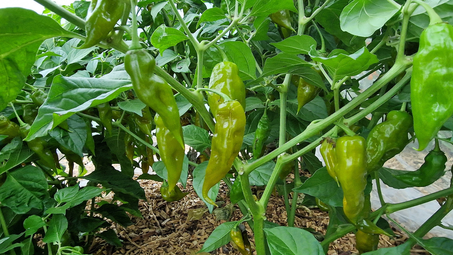 Green Trinidad Chilli Seeds