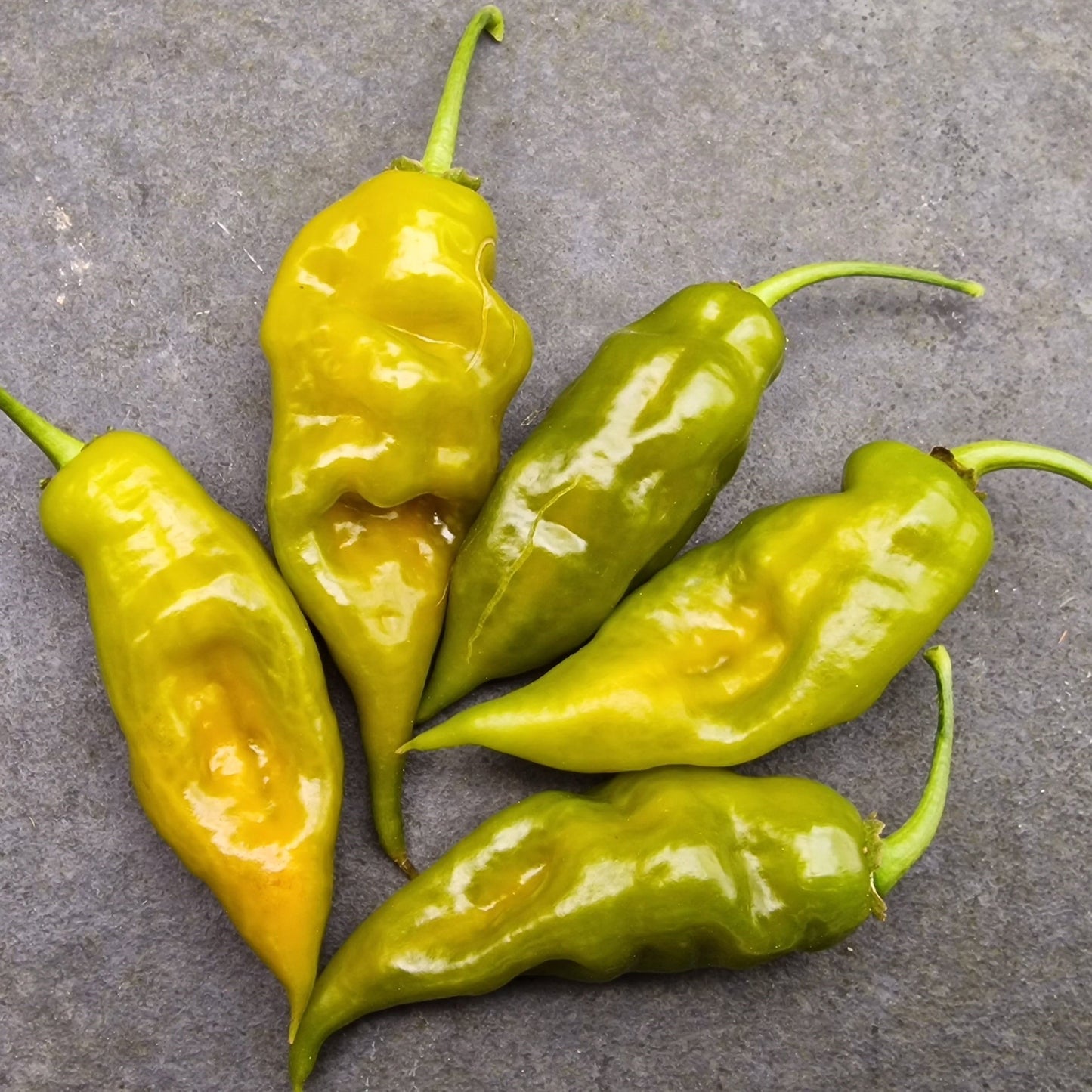 Green Trinidad Chilli Seeds