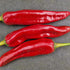 Guajillo Plant