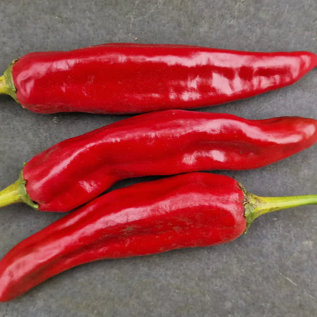 Guajillo Plant