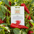 Guajillo Chilli Seeds