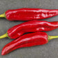 Dried Guajillo Chillies (Home Grown)