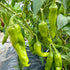 Fresh Guajillo Chillies