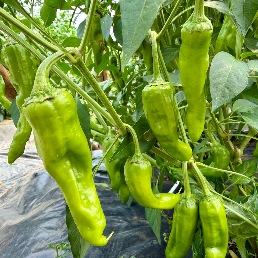 Fresh Guajillo Chillies