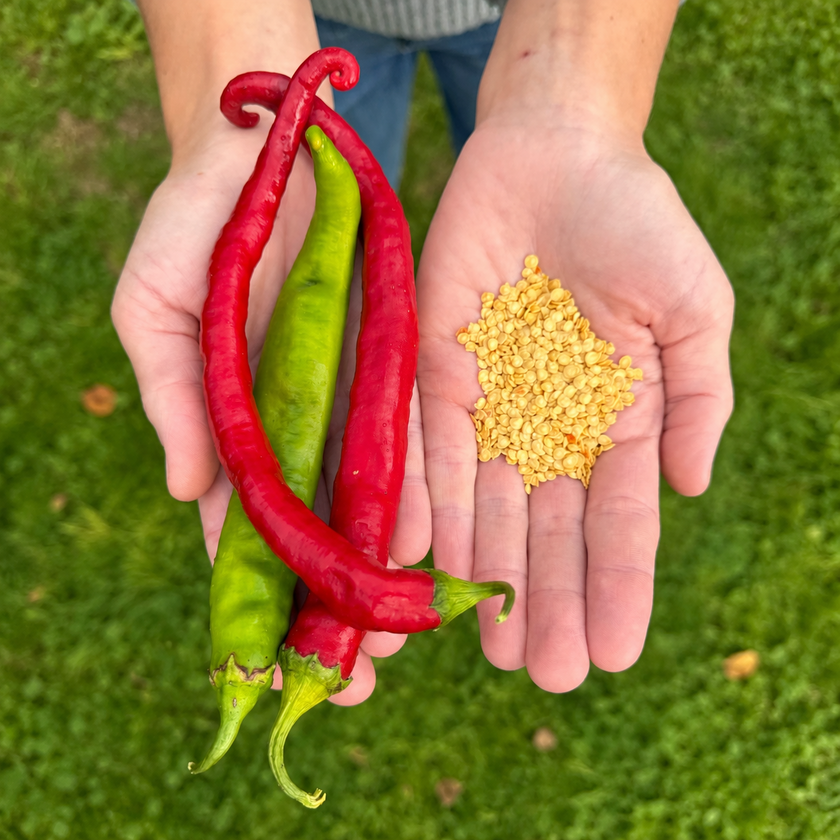 Sivri Biber Chilli Seeds