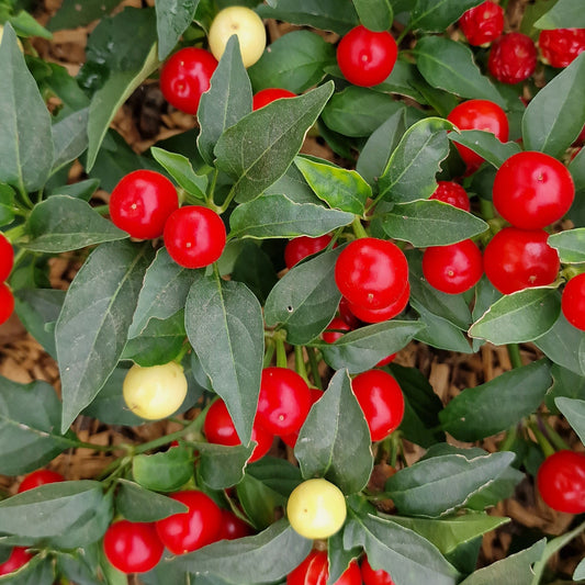 Holiday Cheer 1 Litre Pot Plant