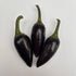 Hungarian Black 1 Litre Pot Plant (Pre-Order)
